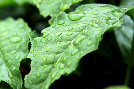 茶叶种植园马来西亚