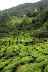 茶叶种植园马来西亚