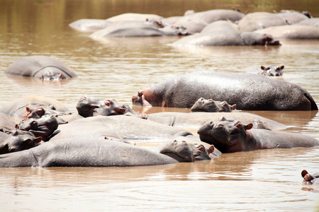 河马在马拉河肯尼亚