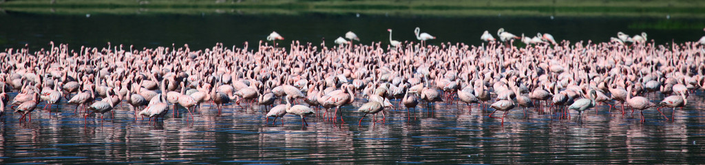 粉红色的火烈鸟湖 nukuru 自然保护区肯尼亚