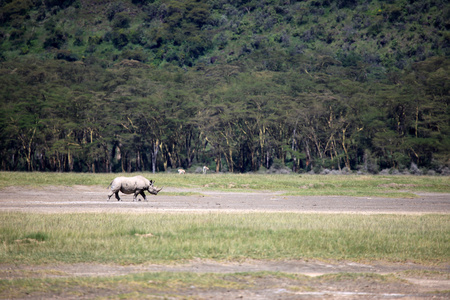 nukuru 湖自然保护区肯尼亚