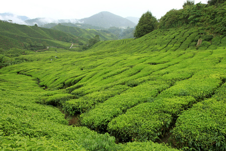 茶叶种植园马来西亚