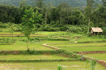 稻田老挝