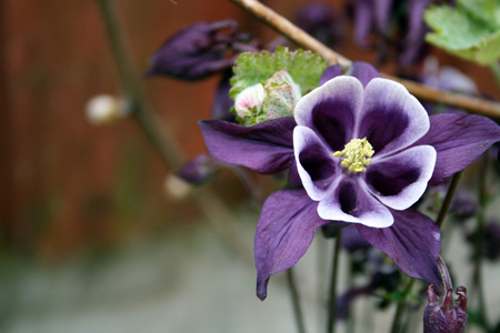 aquilegia 花