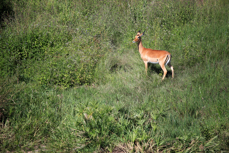 黑斑羚马赛马拉储备肯尼亚