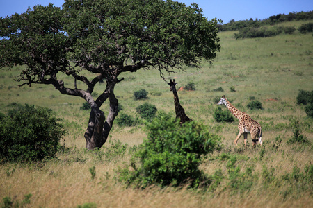 长颈鹿肯尼亚
