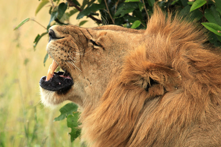 雄狮肯尼亚