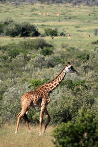 长颈鹿马赛马拉储备肯尼亚