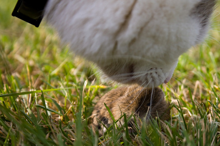 猫和老鼠