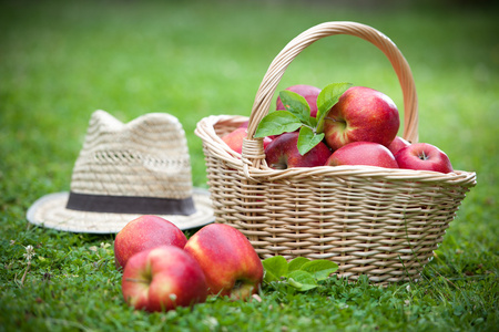 新鲜成熟的苹果在篮子里