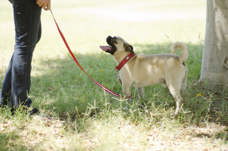 可爱的八哥犬狗拴看着它的主人