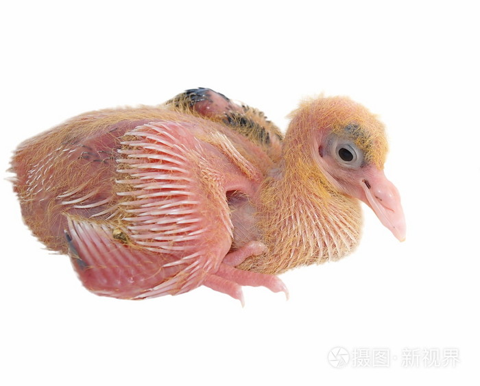 白色背景下分离的小鸽子(7天)