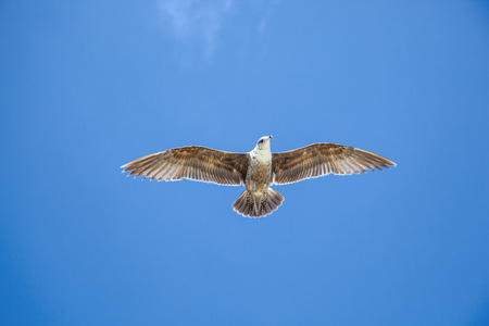 海鸥飞翔在蓝色的天空