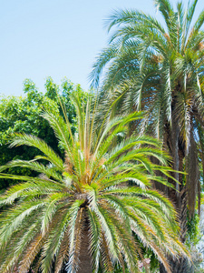 棕榈在洛杉矶公园