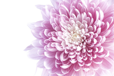 紫色翠菊花卉附近形象可以用作背景