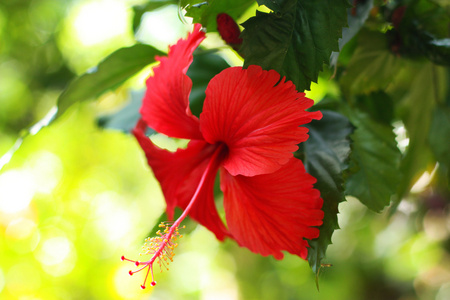 花芙蓉