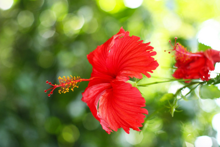 花芙蓉