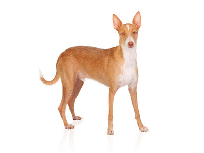 西班牙猎犬图片