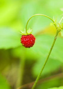 野草莓