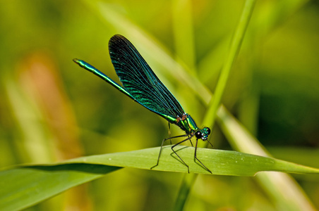 美丽蓑羽 calopteryx 处女座