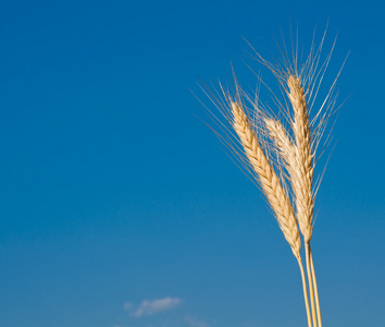 金黄，成熟的小麦