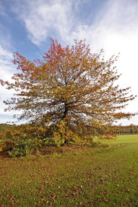 彩色的树在秋天在荷兰