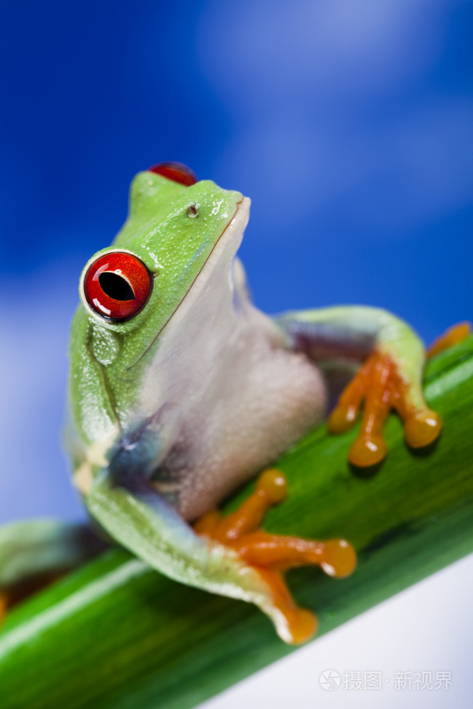 青蛙小动物红眼睛