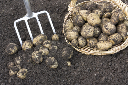 新鲜土豆挖出土壤