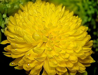 黄色菊花的特写