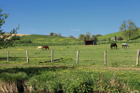 与马在春天的阳光普照农村景观
