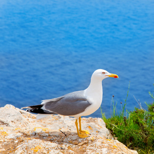 海只鸟在地中海的巴利阿里群岛