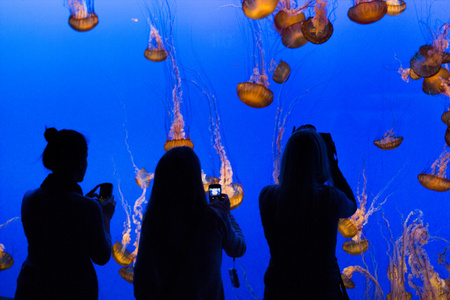 看着在水族馆果冻鱼图片