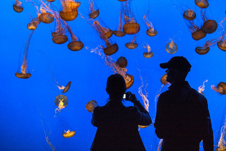 看着在水族馆果冻鱼