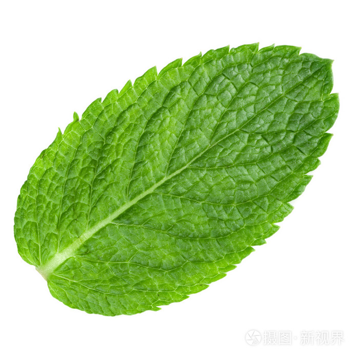 新鲜薄荷叶
