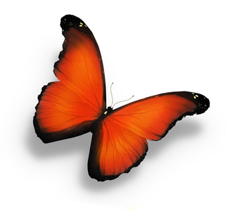 橙色的蝴蝶，在白色隔离