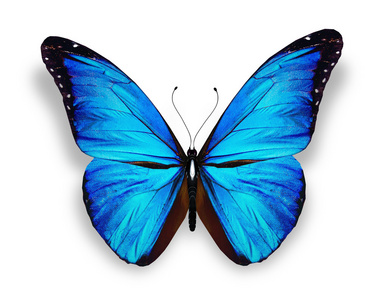 孤立在白色的蓝蝴蝶
