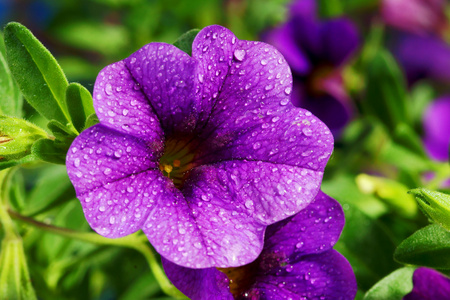 calibrachoa 狂欢节，矮牵牛花卉