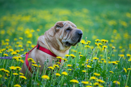 沙皮犬与黄色的花朵