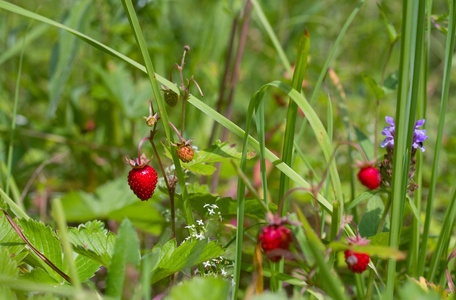 野草莓成熟
