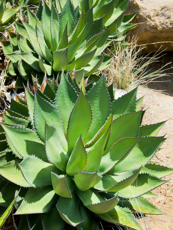 尖尖的龙舌兰植物法尔茅斯歌和老街英国
