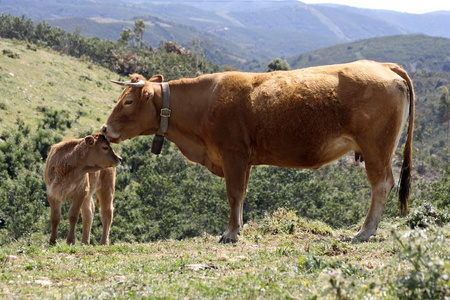 mothercow 和小牛在葡萄牙的性质