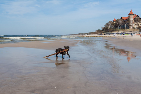 在海滩上玩的年轻法国斗牛犬