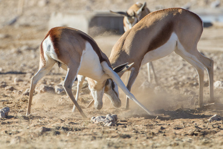 在埃托沙国家公园，纳米比亚 springbuck