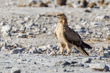 伯格的老鹰在纳米比亚埃托沙国家公园