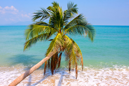 美丽的棕榈树的白色沙滩上