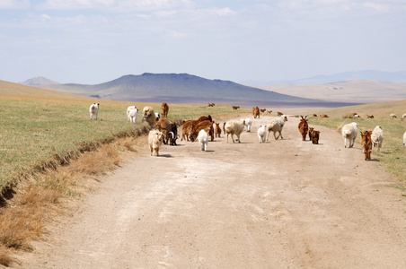 在蒙古大草原放牧的毛茸茸蒙古牛