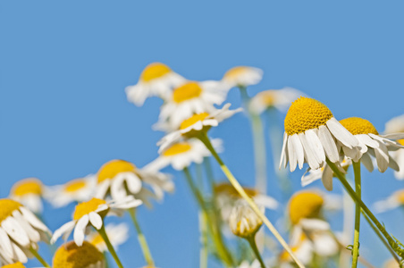 洋甘菊