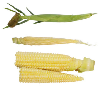 设置隔离在白色背景上的年轻玉米穗