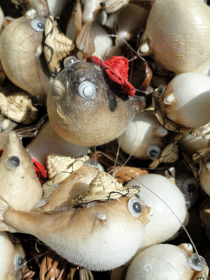 戴着红色帽子的气球鱼