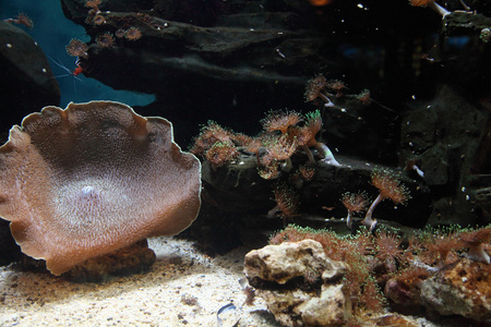 海洋水族馆